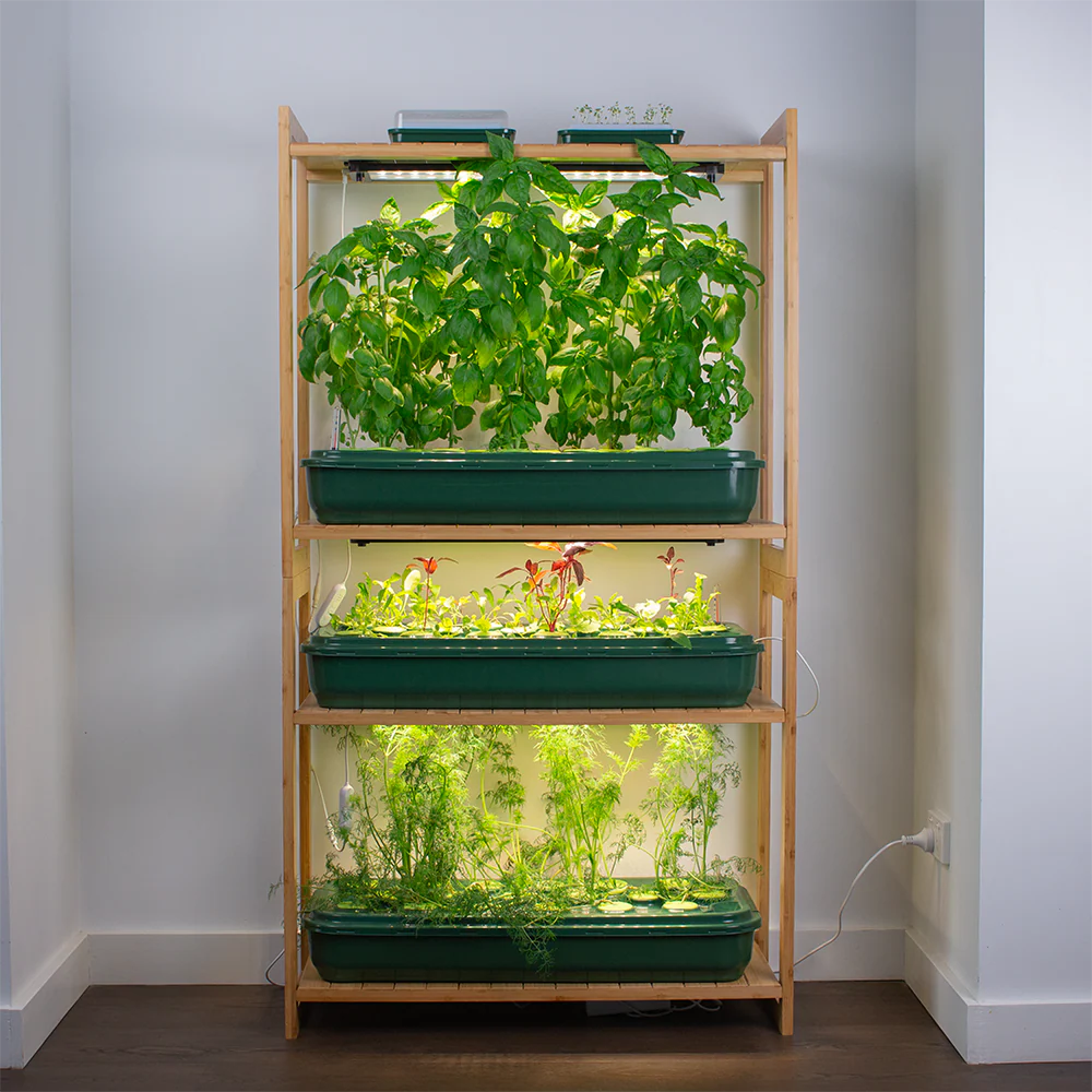 Etagère en hydroponie