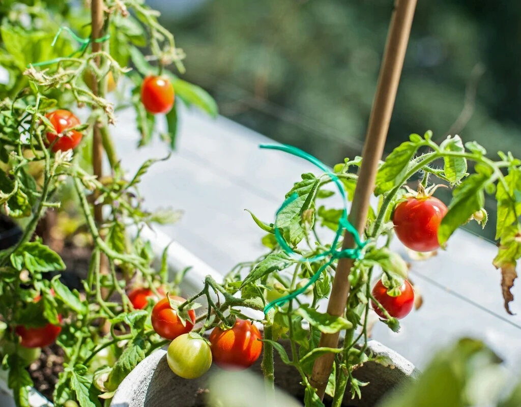 Tomates cerises sur balcon
