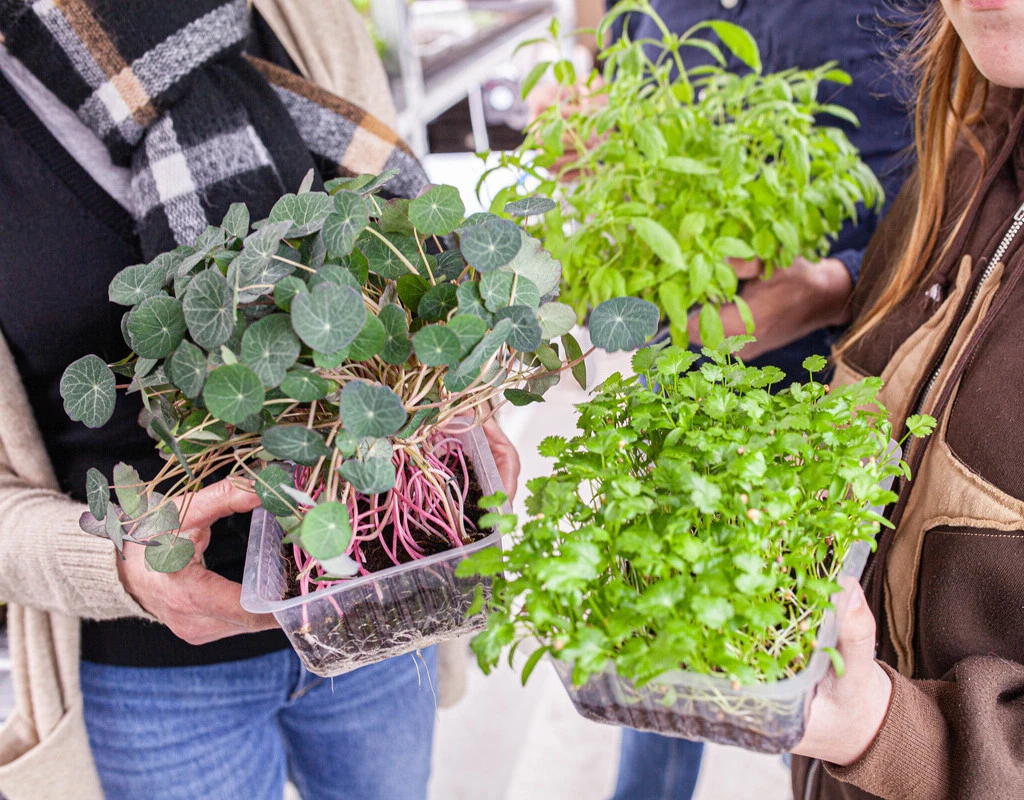 Barquette de micropousses cultivées à Montpellier