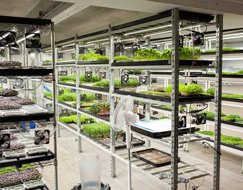 Micropousses sur étagères à Montpellier