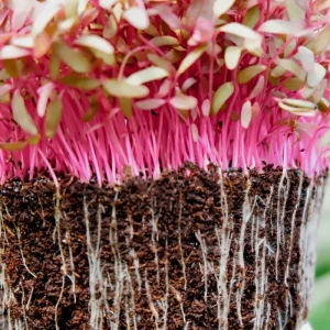 Micropousses d'amarante cultivées à Montpellier