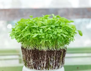 Micropousses sur terreau cultivées à Montpellier