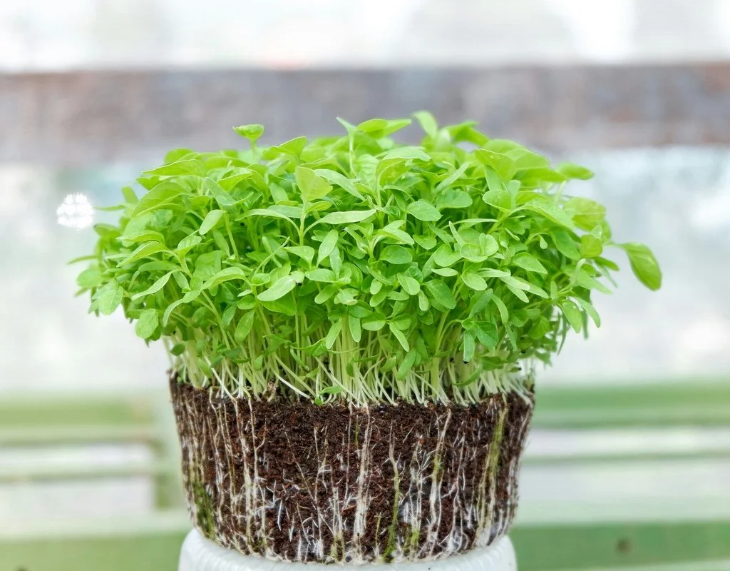 Micropousses sur terreau cultivées à Montpellier