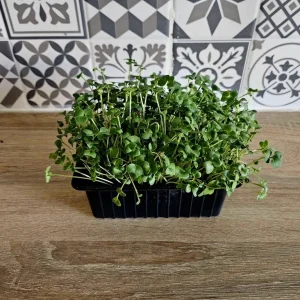 Brocoli en barquette