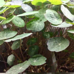 Micropousses de capucine en gros plan