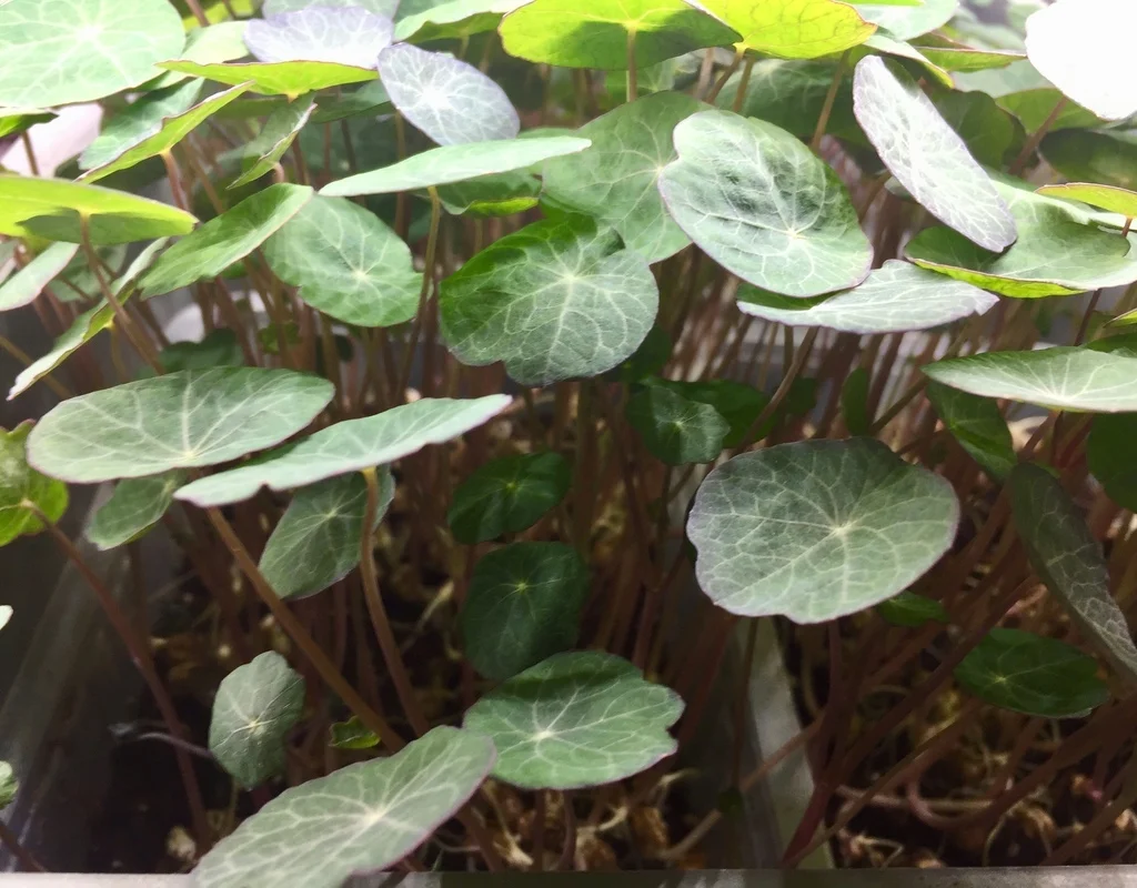 Micropousses de capucine en gros plan