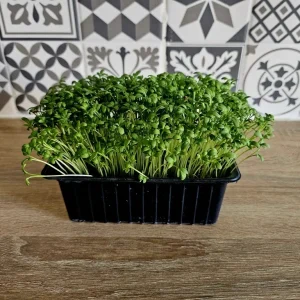 Micropousses de cresson cultivées à Montpellier