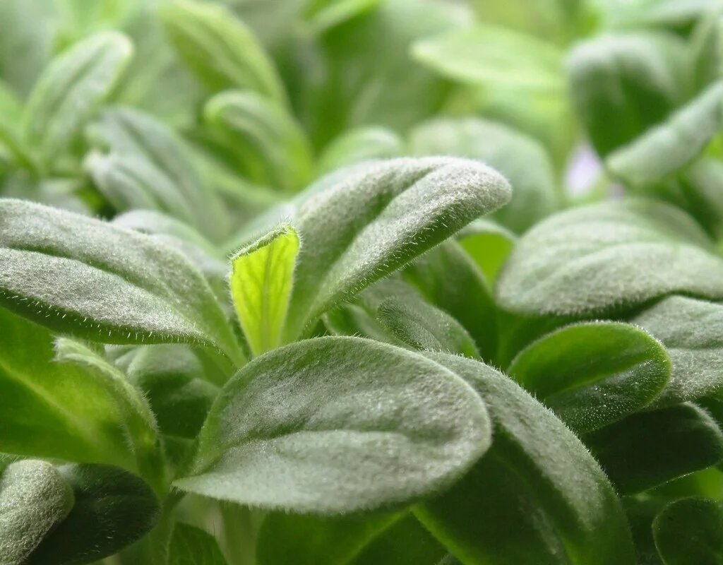 Photo de micropousses cultivées à Montpellier
