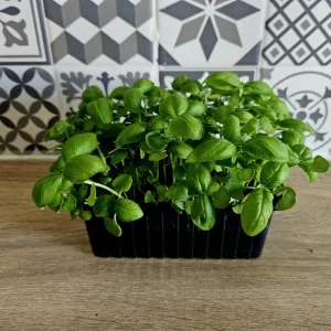 Micropousses de basilic cultivées à Montpellier