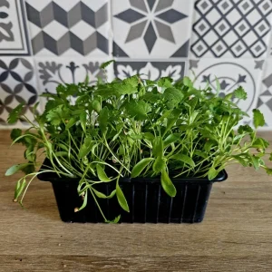 Barquette de coriandre cultivées à Montpellier