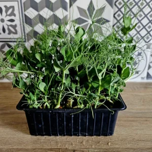 Micropousses de petit pois cultivées à Montpellier