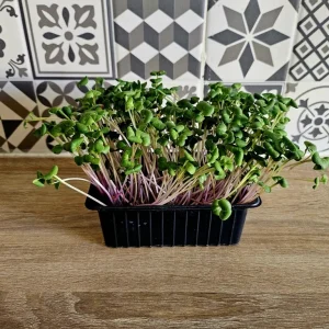 Micropousse de radis cultivées à Montpellier