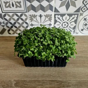 Micropousses de roquette cultivées sur Montpellier