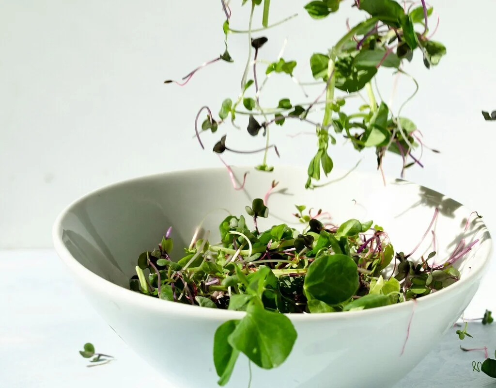 Salade de micropousses