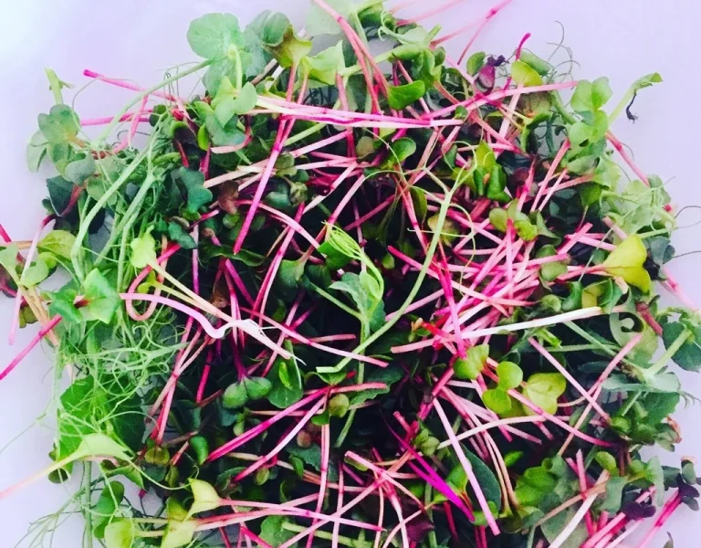 Salade de micropousses cultivées à Montpellier