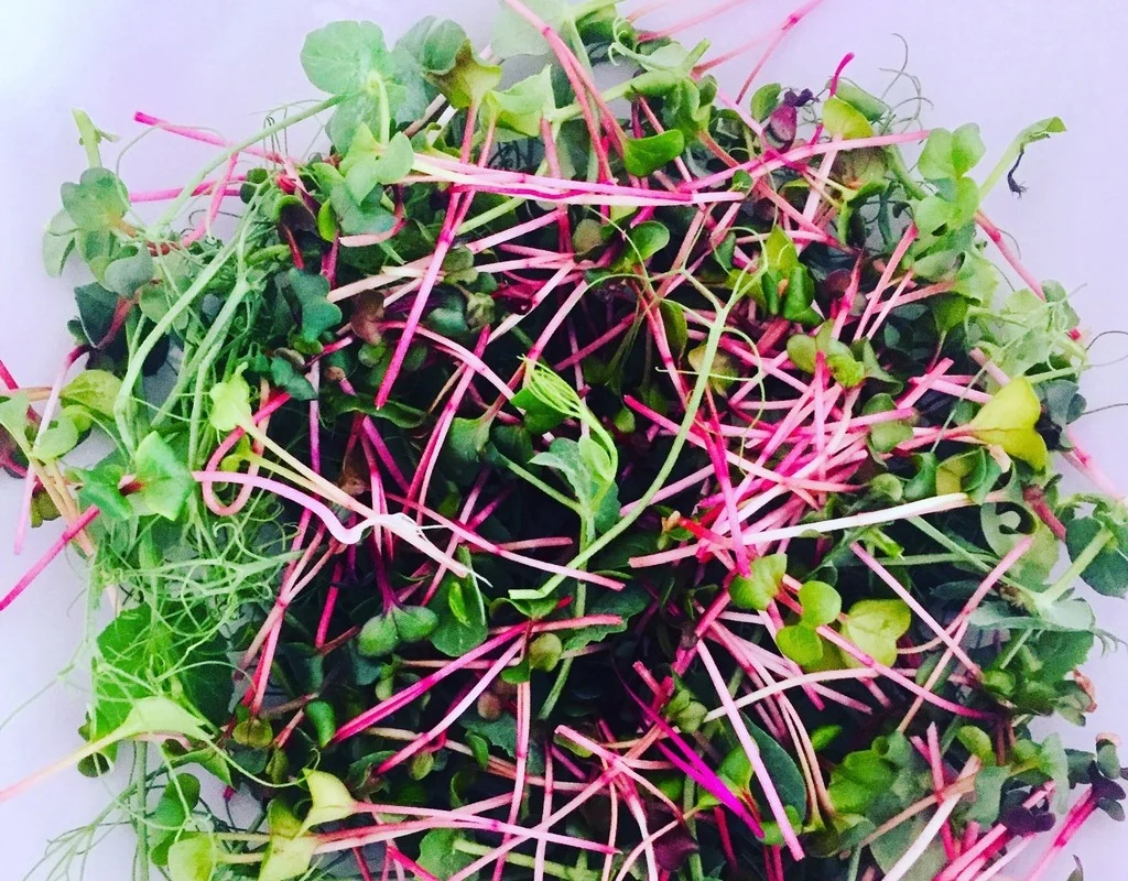 Salade de micropousses cultivées à Montpellier