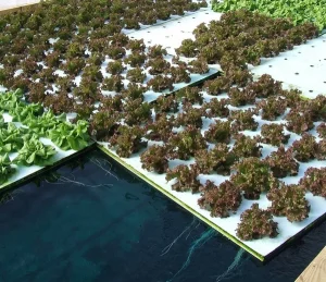 Système radeaux flottants en aquaponie