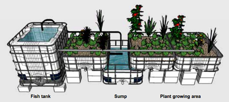 Scéma d'uns système aquaponique