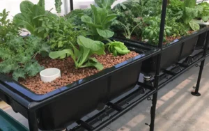 Aquaponie avec billes d'argile