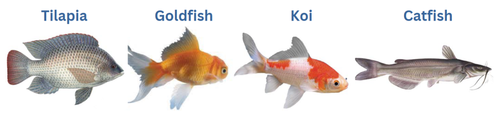 Poissons pour aquaponie