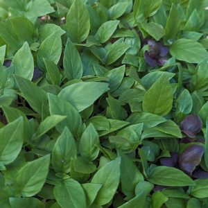 micropousse de basilic thai cultivées à Montpellier