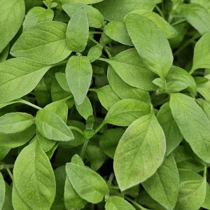 Micropousses de basilic citron cultivées à Montpellier
