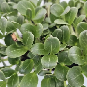 micropousses de chardon marie cultivées sur Montpellier