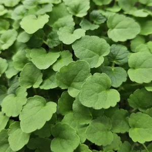 micropousses d 'hysope anisée cultivées sur montpellier