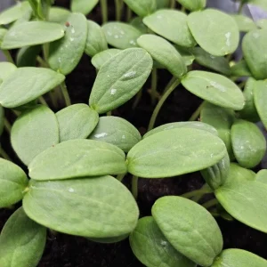 micropousses de melon cultivées sur Montpellier
