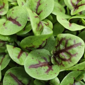 micropousses d'oseille sanguine cultivées à Montpellier