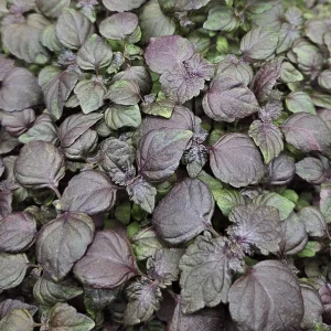 micropousses de shiso pourpre cultivées sur Montpellier