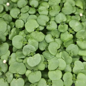 micropousses de shiso vert cultivées à Montpellier