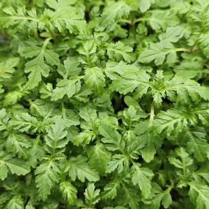 micropousses de tagète tangerine cultivées sur Montpellier