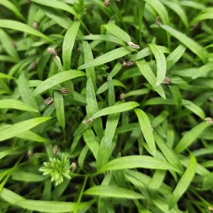 micropousses de tagète du Pérou cultivées sur Montpellier