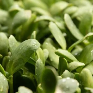 micropousses de tournesol