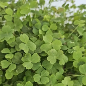 micropousses d'oxalis cultivées sur Montpellier