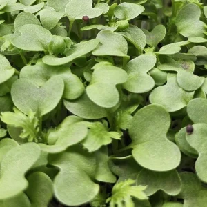 micropousses de wasabi cultivées sur Montpellier