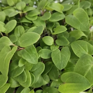 Micropousses d'oseille du Gabon cultivées à Montpellier