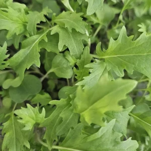 micropousses de mizuna cultivées sur Montpellier