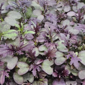 Micropousses de moutarde pourpre cultivées sur Montpellier